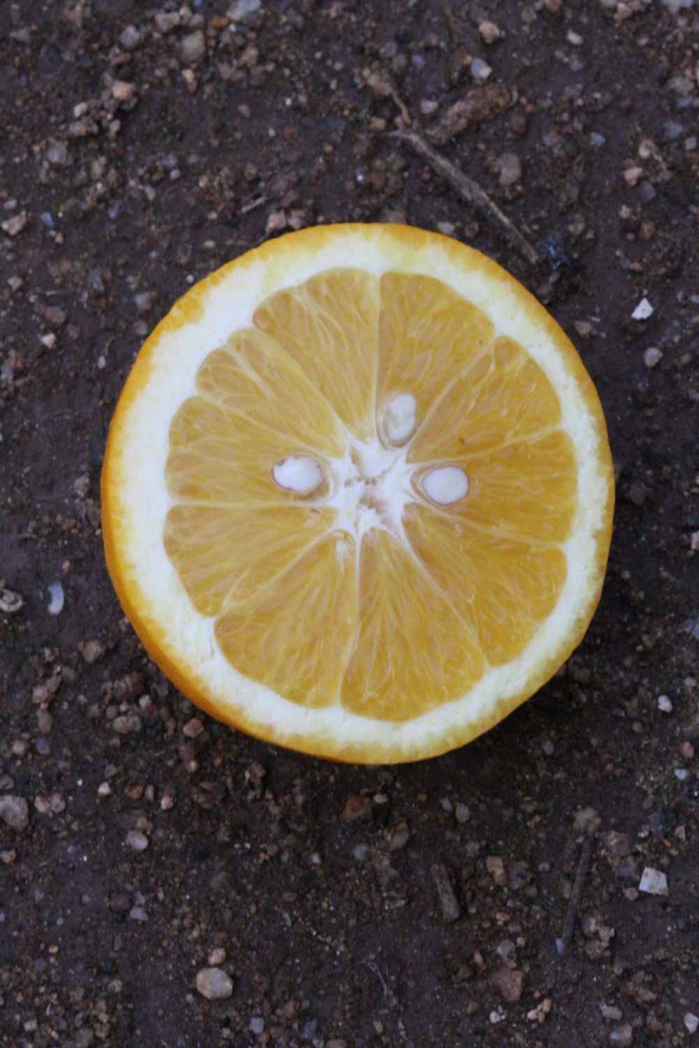              Fruit cross-section (Blanca Macetera, Riverside, CA)       
